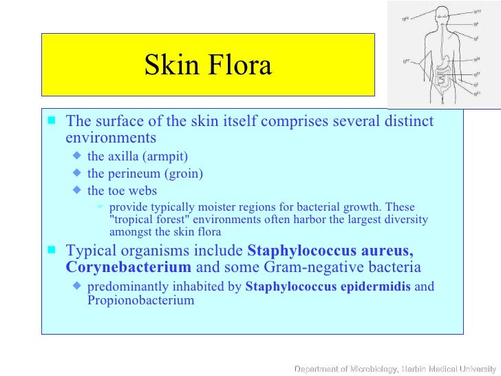 normal flora of the skin #9