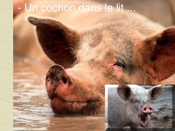 quels sont les 4 animaux necessaires a une femme