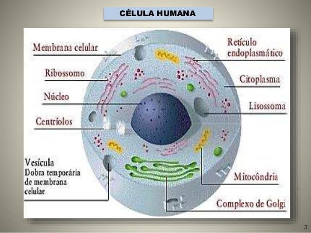 De que a impotência em homens aparece
