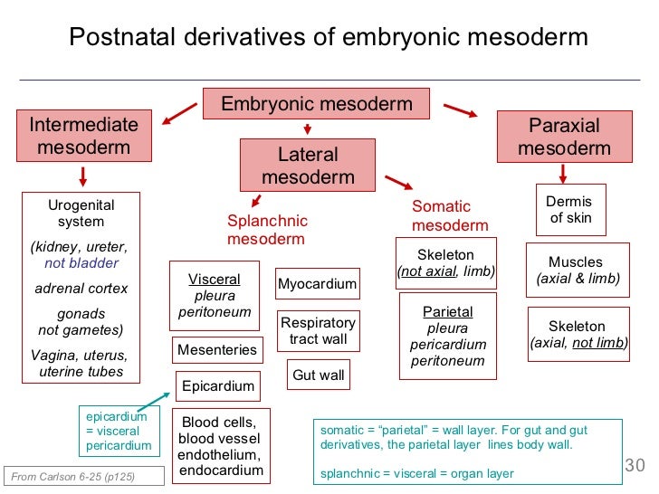 Mesoderm I