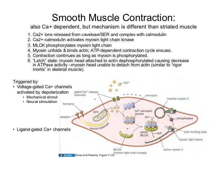 09.15.08 Muscle Tissue