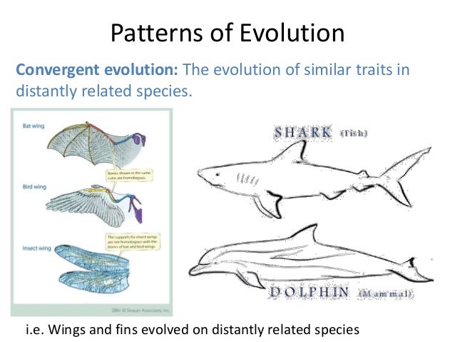 bio 100 patterns of evolution Our general goal in all this is to infer process from pattern and this applies to the processes of organismal evolution deduced from patterns molecular evolution. bio 100 patterns of evolution Our general goal in all this is to infer process from pattern and this applies to the processes of organismal evolution deduced from patterns molecular evolution.