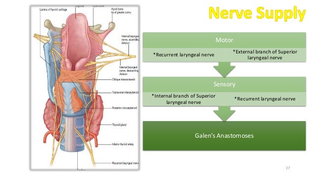 Cervical Glands