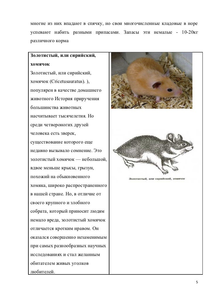 Впадает ли в спячку в домашних условиях 118
