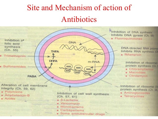 Prednisolone Mechanism Of Action