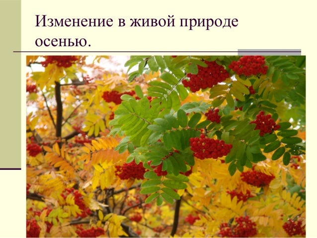 Урок семена растений Урок семена растений