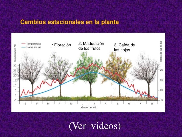 La relacion en las plantas.