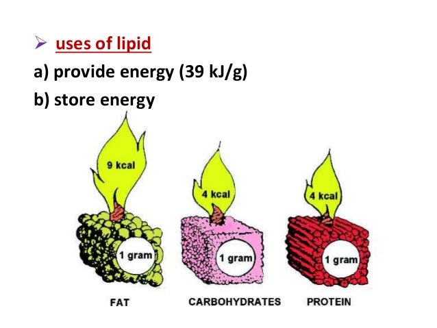 Is A Carbohydrate Or Lipid A Better Source Of Energy BIOLOGY FORM 4 CHAPTER 6 - NUTRITION PART 1