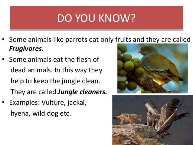 Eating Habits Of Animals - Lessons - Blendspace Eating Habits Of Animals - Lessons - Blendspace
