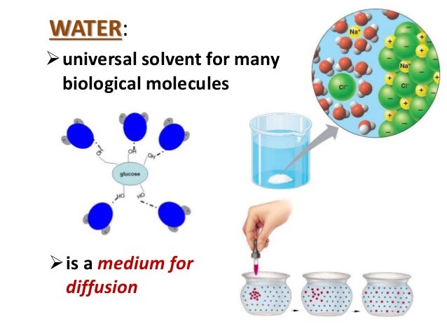 Water Molecules