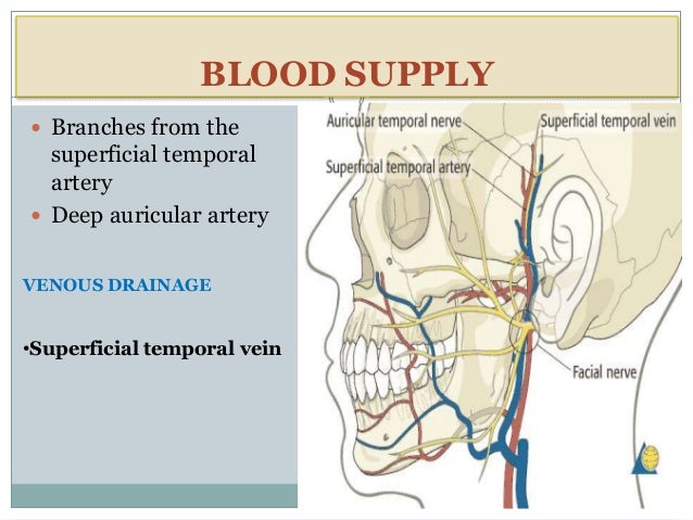 lymph nodes function