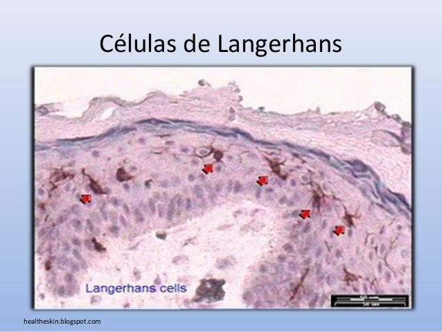 Anatomia de la piel