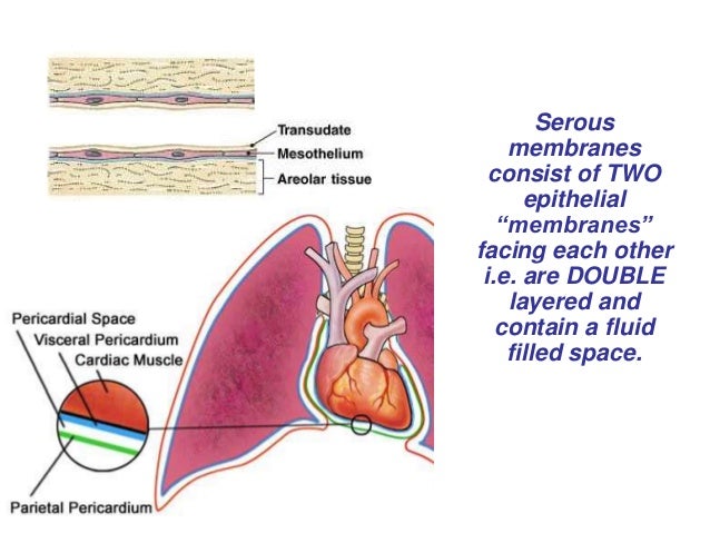 heart cardiac cycle