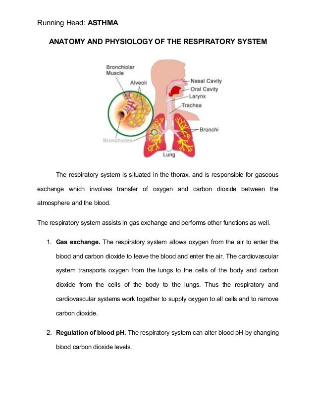 Asthma Pefr Chart