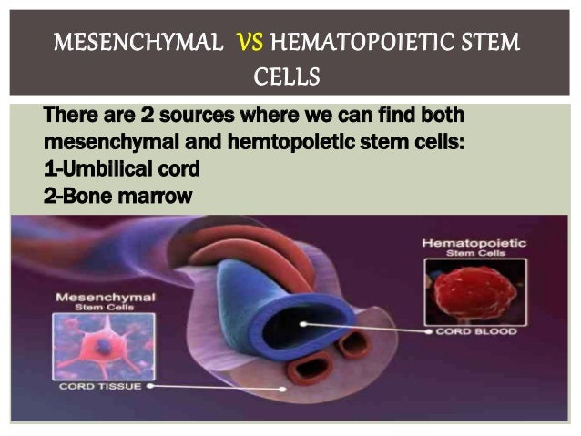 hematopoietic stem cells vs mesenchymal stem cells hematopoietic stem cells vs mesenchymal stem cells