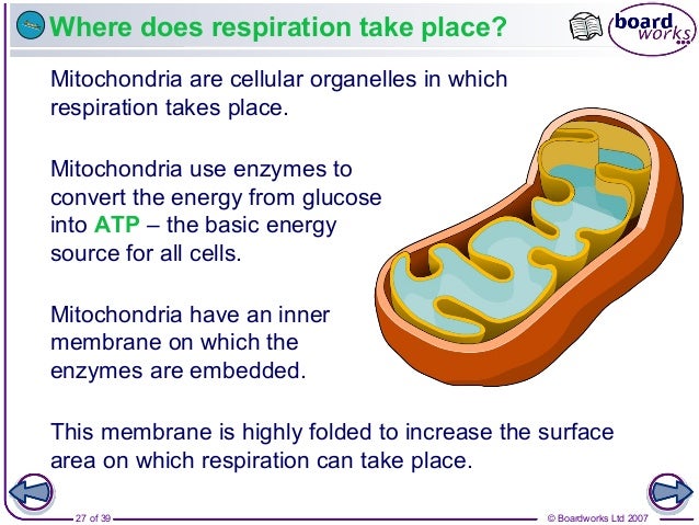 chemical equation for photosynthesis chemical equation for photosynthesis