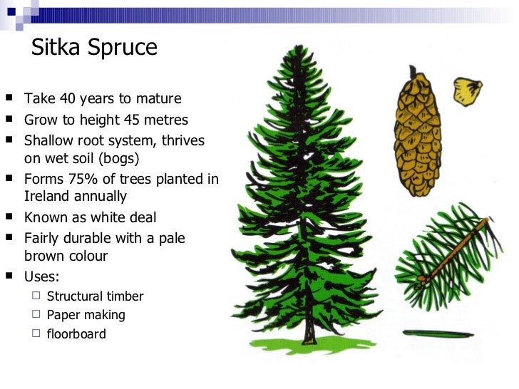 1.1 identification hard & softwoods
