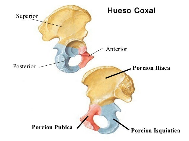 Ficha de artic y coxal osteologia inserciones y relaciones y estrechos