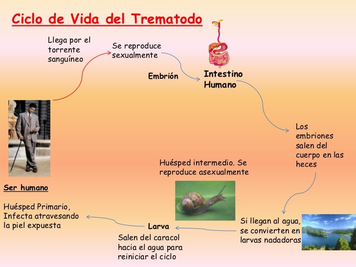 Como salen las lombrices después de pirantela a los niños