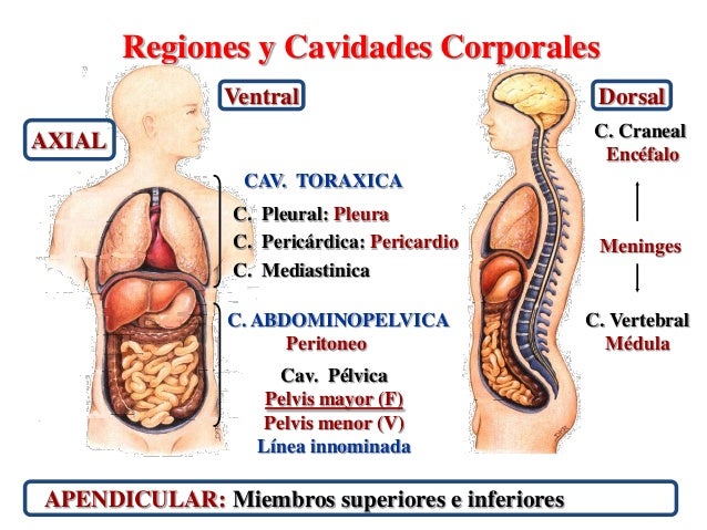 1. Introduccion a la anatomia