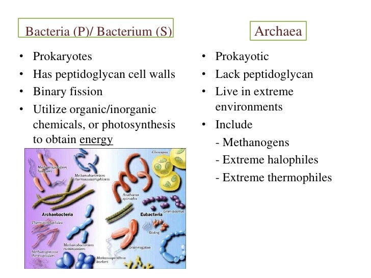 Which organisms are prokaryotes archaea fungi protists plants plant ideas