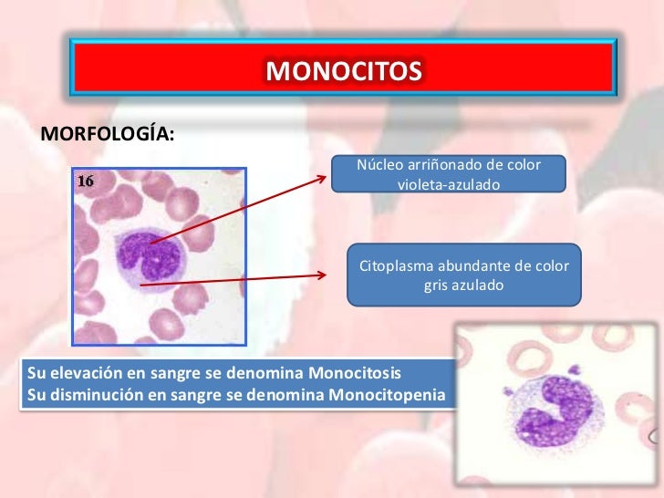 Que Son Los Monocitos En La Sangre es.slideshare.net