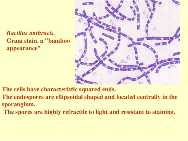 enzyme immunoassay