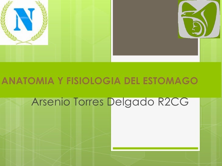 FISIOLOGIA ANATOMIA ESTOMAGO fisiologia anatomia estomago: