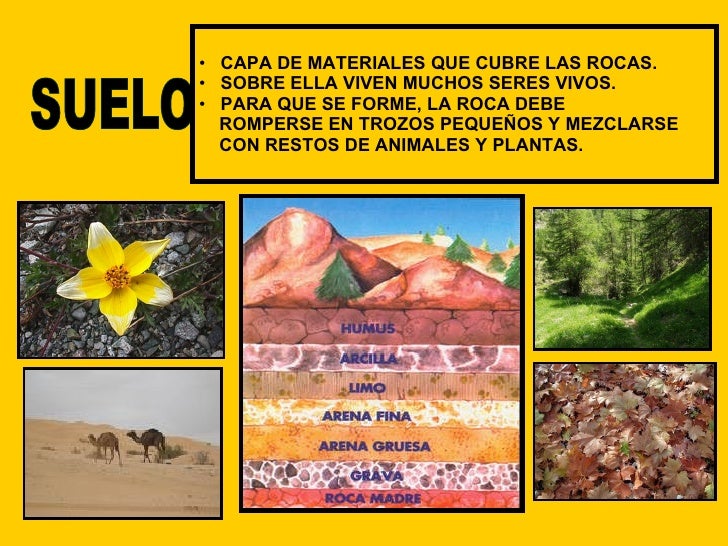 Tema 10. El suelo, la vegetación y la fauna Tema 10. El suelo, la vegetación y la fauna