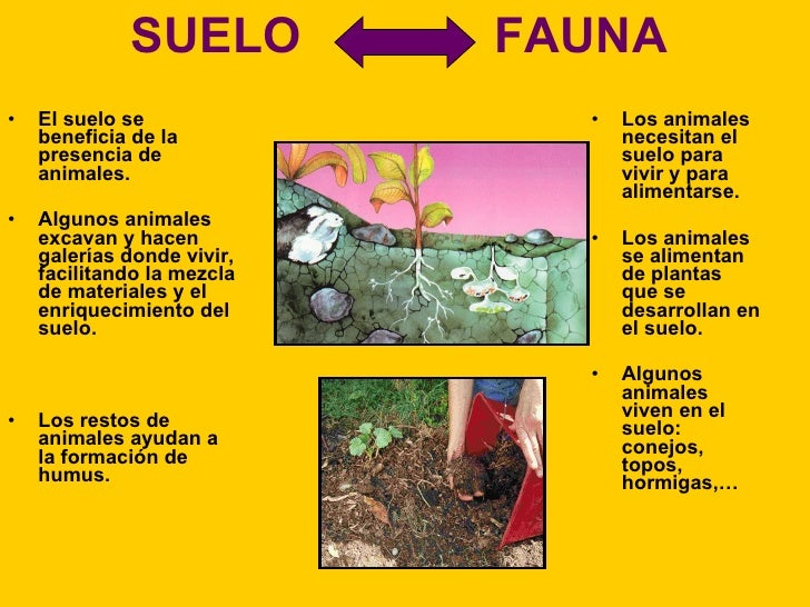 10. El Suelo, La VegetacióN Y La Fauna 10. El Suelo, La VegetacióN Y La Fauna