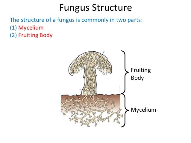 fungi diagram 10 fungi fungi diagram 10 fungi