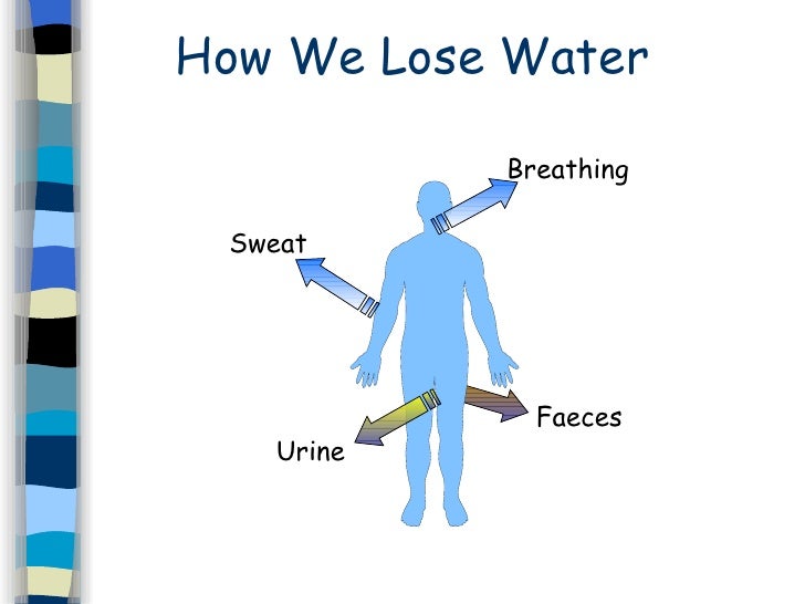 10 osmoregulation percentage of water in human body chart