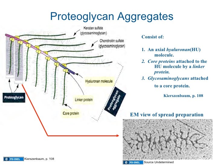 protein scaffold trachea