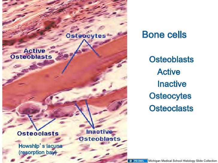 10.08.08: Histology - Cartilage/Mature Bone