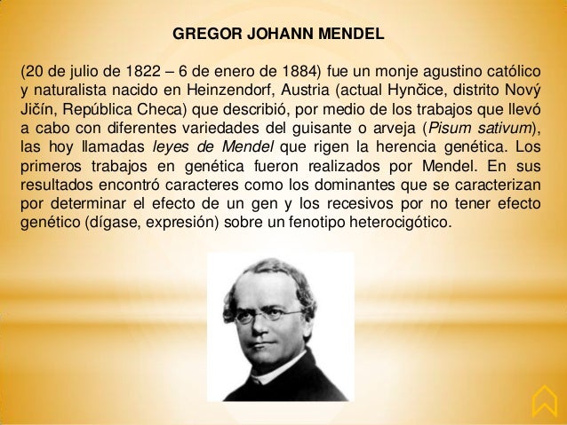gregor johan mendel essay Science essays: gregor mendel genius of genetics search browse essays join now login support tweet browse essays / science gregor mendel genius of genetics this research paper gregor mendel genius of genetics and other 63,000+ term his given name was johann he was the son of a. gregor johan mendel essay Science essays: gregor mendel genius of genetics search browse essays join now login support tweet browse essays / science gregor mendel genius of genetics this research paper gregor mendel genius of genetics and other 63,000+ term his given name was johann he was the son of a.