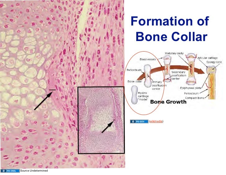 10.13.08 Histology Bone Formation and Remodeling