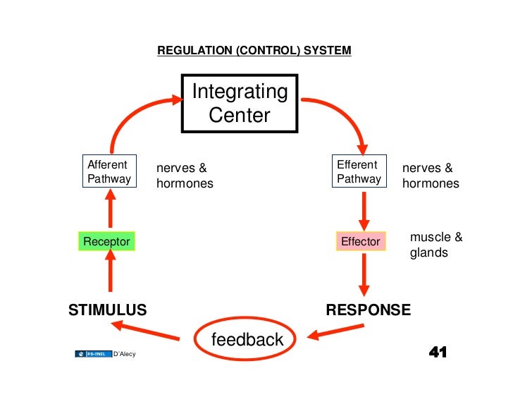 10.27.08 Introduction Homeostasis/Cardiovascular System
