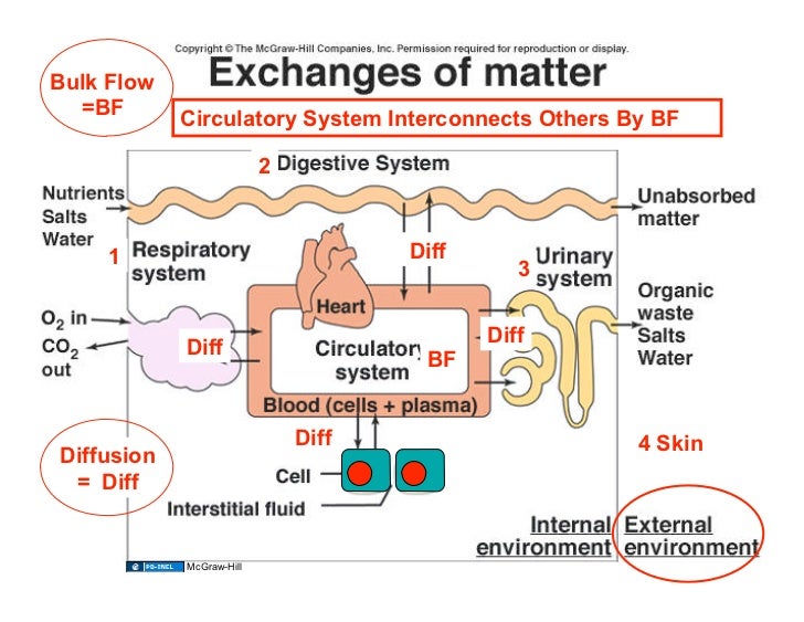 an introduction to the respiratry and circulatory system Respiratory and circulatory systems the respiratory system of nearly all animals begins within the nasal cavity as an animal inhales the air travels through the. an introduction to the respiratry and circulatory system Respiratory and circulatory systems the respiratory system of nearly all animals begins within the nasal cavity as an animal inhales the air travels through the.