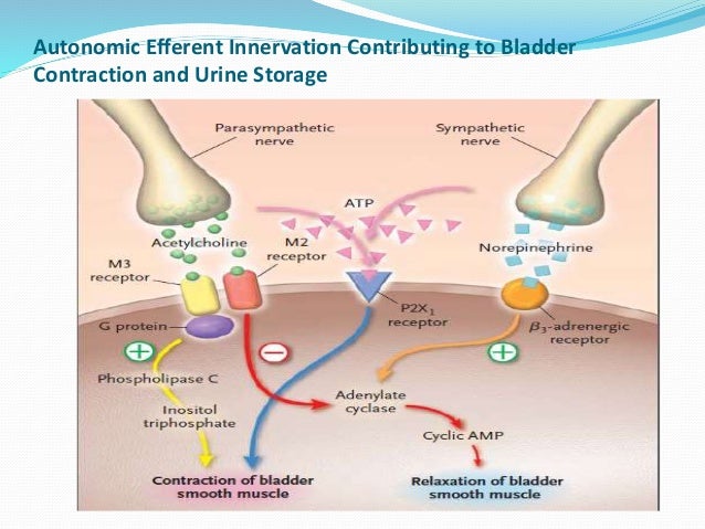 1040122 oab diagnosis, management and current trend of therapy 1040122 oab diagnosis, management and current trend of therapy