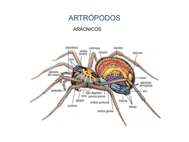 Animales vertebrados y sus partes - Imagui