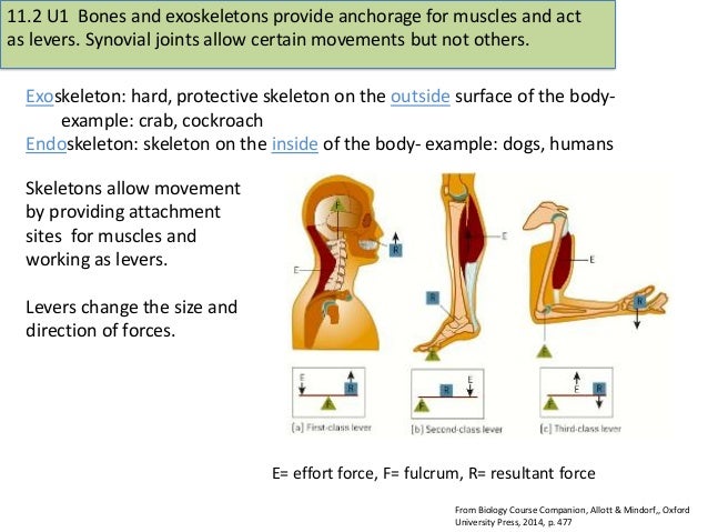 How do bones act as levers in the body? - reportz60.web.fc2.com
