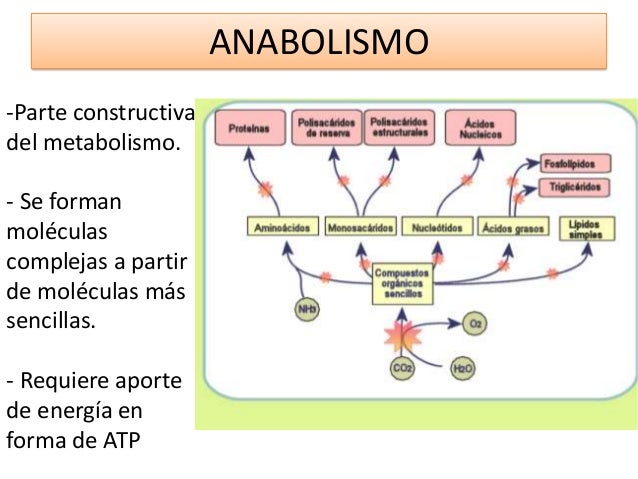 Resultado de imagen para anabolismo biologia