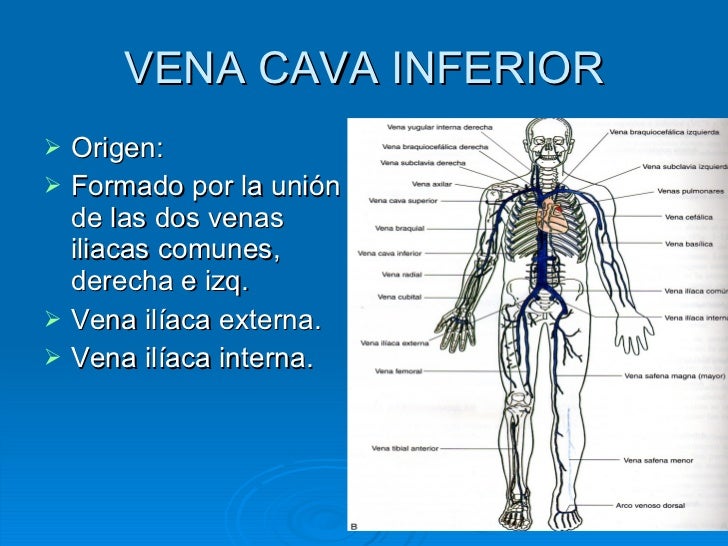 11. Vena Cava Inferior
