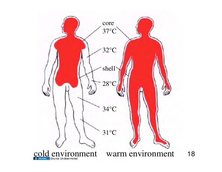 11.11.08 Body Temperature Regulation