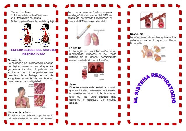 triptico sobre la respiracion 112863981 triptico sistema respiratorio triptico sobre la respiracion 112863981 triptico sistema respiratorio