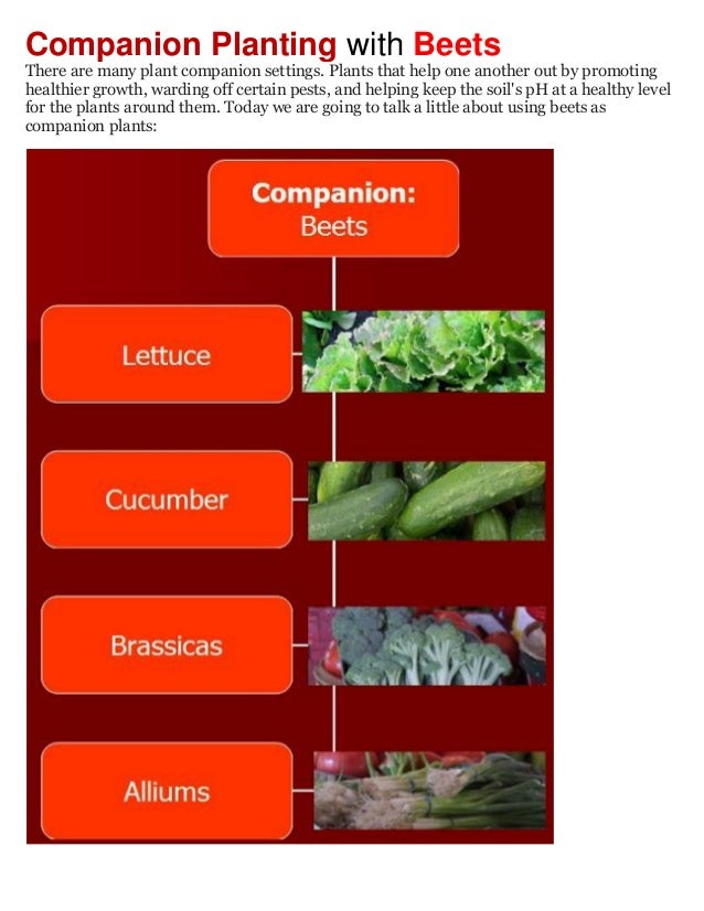 Companion Planting with Beets
