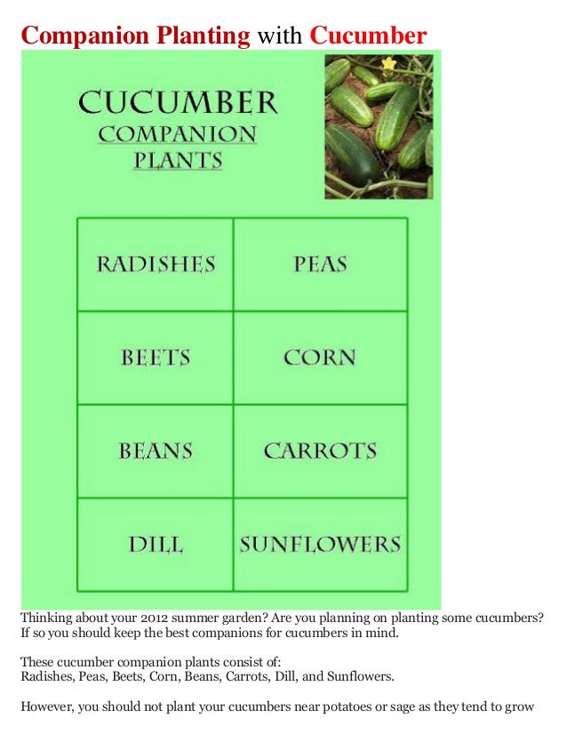 Companion Planting with Cucumber