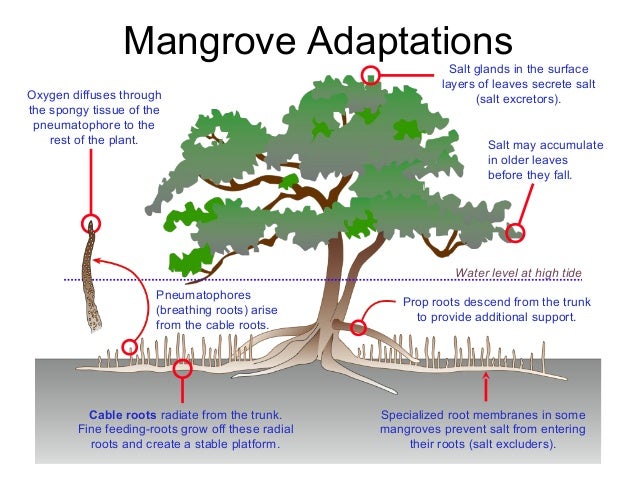 Adaptations Year 8 Ecology Excursion Adaptations Year 8 Ecology Excursion