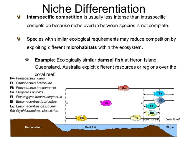 examples of intraspecific competition in coral reefs