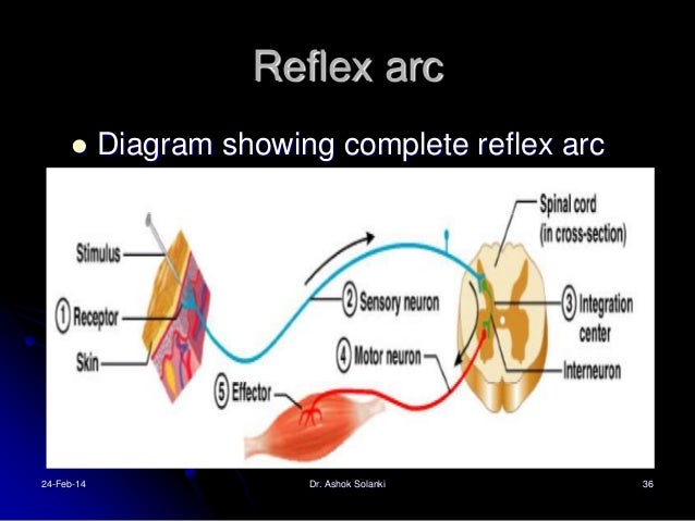 diagram of reflex light reflex arc images diagram of reflex light reflex arc images
